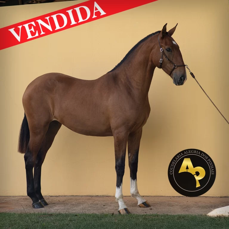 ÚNICA DOS PINHAIS